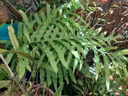 Photo of free Plants (Glebe) (glebe) #1