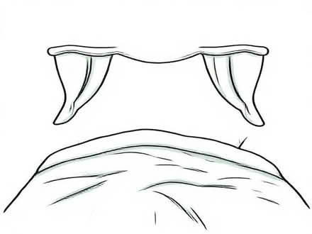 Photo of free Duvets (Kempston MK42) #1