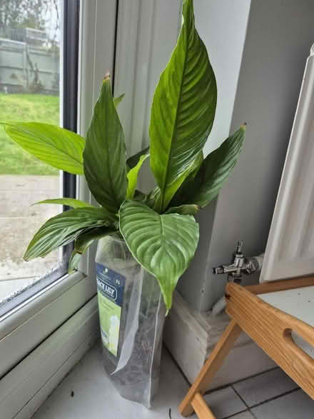 Photo of free Peace lily plants (Tytherington SK10) #1
