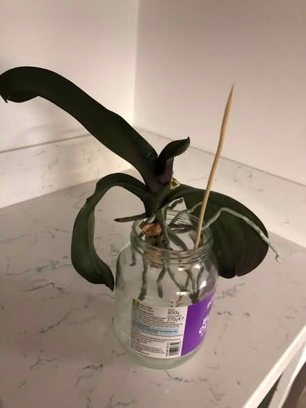 Photo of free orchids to a good home (Deal) #2