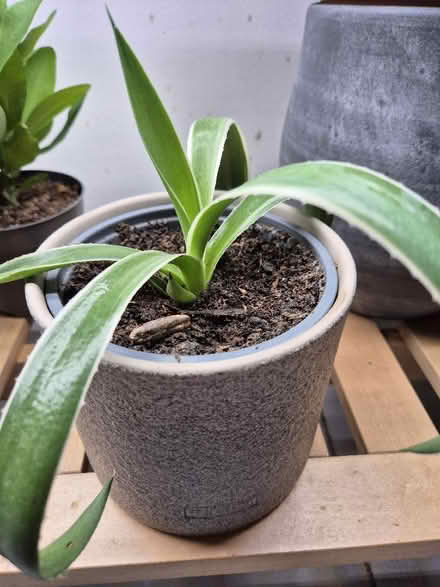 Photo of free Spider plant (Tytherington SK10) #1