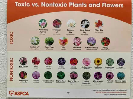 Photo of free 2026 calendars (Spring Hill, Somerville) #4