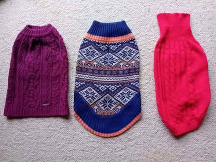 Photo of free dog jumpers (New Hinksey OX1) #1