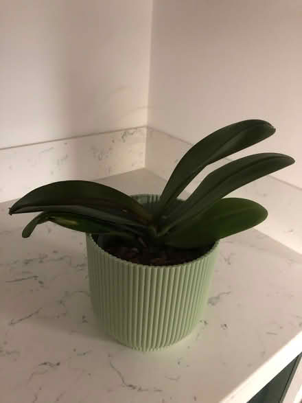 Photo of free orchids to a good home (Deal) #3