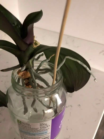 Photo of free orchids to a good home (Deal) #1