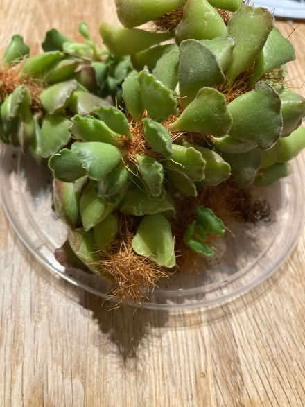 Photo of free Succulent for propagation (CT5) #1