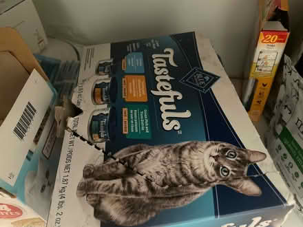 Photo of free wet cat food (Broadview/East York) #1