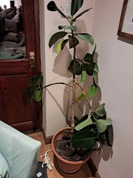 Photo of free Indoor plant with pot (OX25, Weston on the green) #1