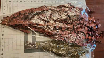 Photo of free Dried Eucalyptus and White Tortum (Owings Mills/Reisterstown) #1