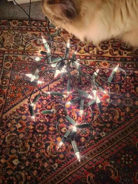Photo of free Christmas lights (Loanhead, EH20) #1