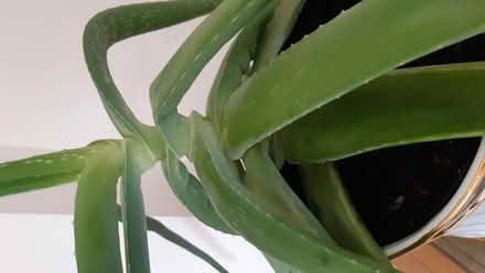 Photo of free Aloe Vera Plant with Container (Burn Naze FY5) #2