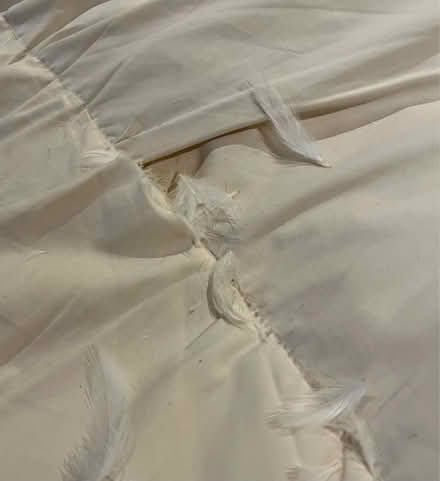 Photo of free 2 x very large sofa seat cushions (Shiplake Cross) #3