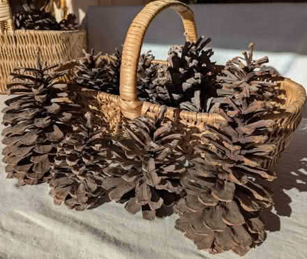 Photo of free Pinecones (Amherst) #1
