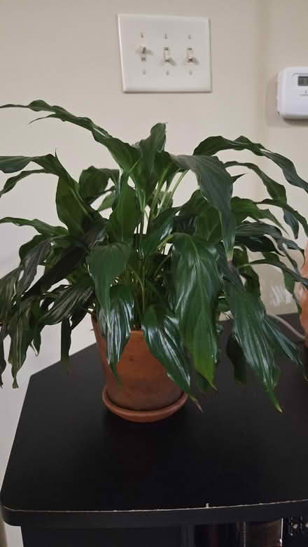 Photo of free 2 Peace Lilies (Chamblee, GA) #1