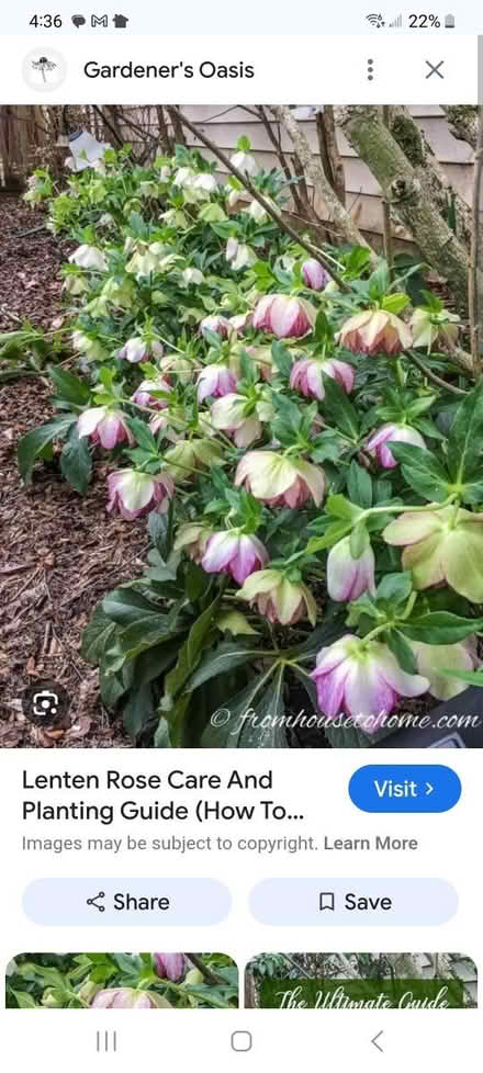 Photo of Lenten Roses (Lake Daniel, Greensboro) #1
