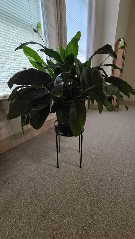 Photo of free 2 Peace Lilies (Chamblee, GA) #2