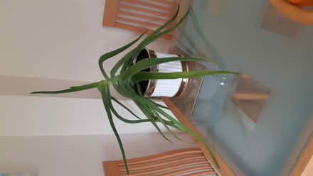 Photo of free Aloe Vera Plant with Container (Burn Naze FY5) #1