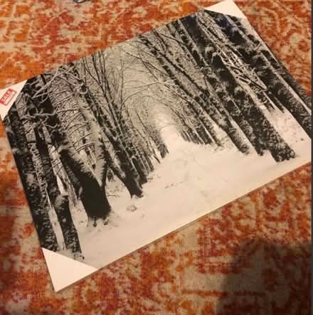 Photo of free Large snowy forest scene (Bedfont TW14) #1