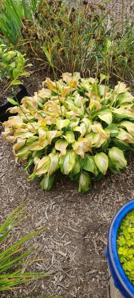 Photo of free Hostas (Lake Daniel, Greensboro) #2