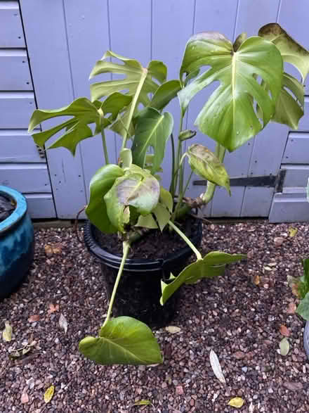 Photo of free Monstera in plant (Dore S17) #2