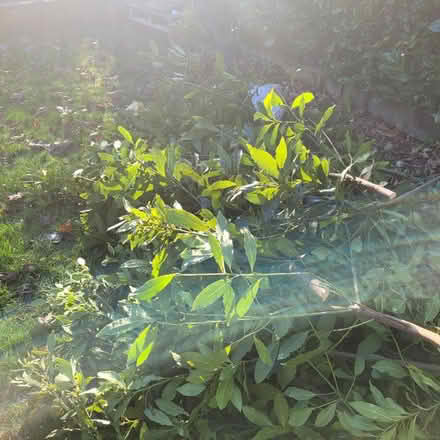 Photo of free Bay Leaf (Watford WD24) #1