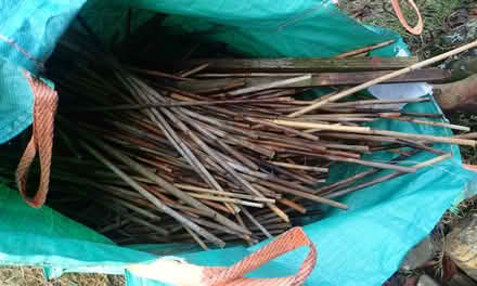 Photo of free Bamboo canes (Newbiggin on Lune CA17) #1