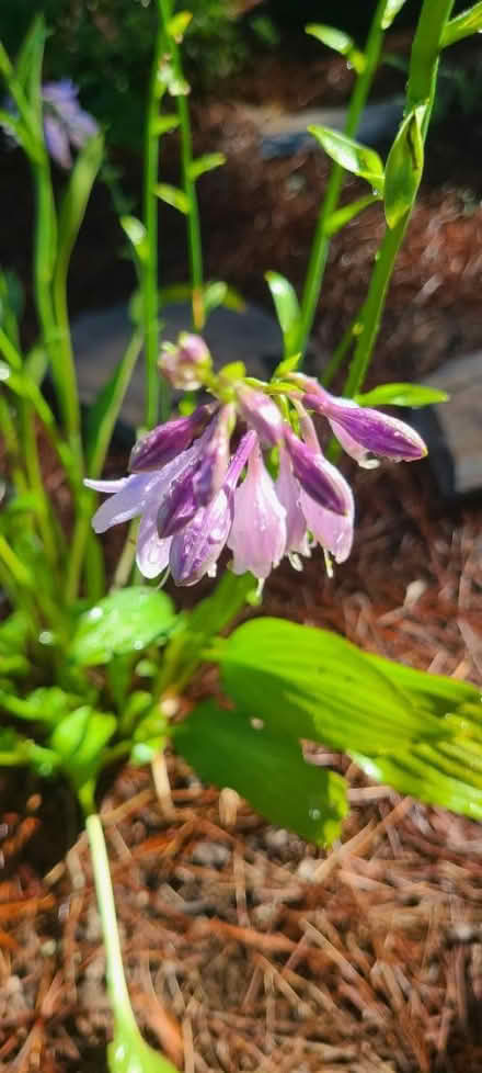 Photo of free Hostas (Lake Daniel, Greensboro) #1