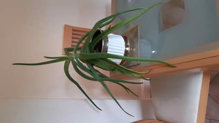 Photo of free Aloe Vera Plant with Container (Burn Naze FY5) #3