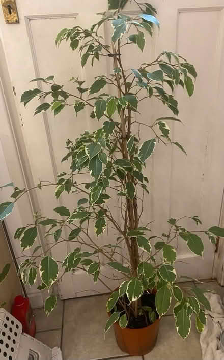 Photo of free Weeping Fig plant (Carlisle CA1) #1