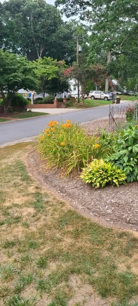 Photo of free Hostas (Lake Daniel, Greensboro) #4