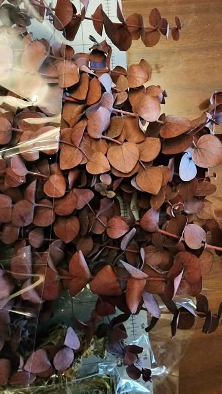 Photo of free Dried Eucalyptus and White Tortum (Owings Mills/Reisterstown) #2