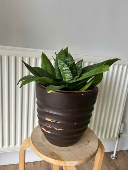 Photo of free Snake plant (BS36) #1