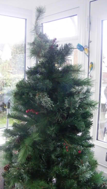 Photo of free Christmas Tree (Carbis Bay TR26) #1