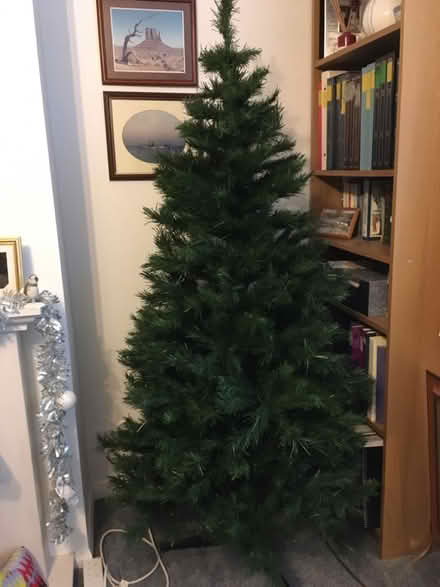 Photo of free Christmas tree (Stotfold) #1