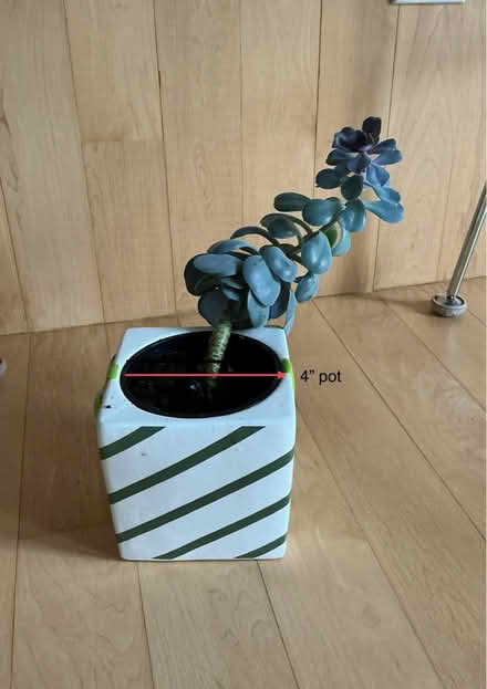 Photo of free Jade Plant (Gtown + Clopper & Richter Farm) #2
