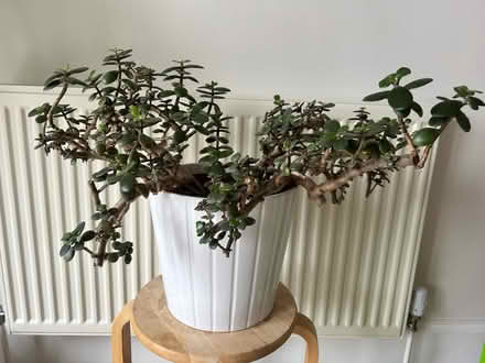 Photo of free Jade plant (BS36) #1