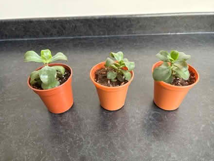 Photo of free 3 Crassula Ovata Jade Plant pups (Wigston Magna) #1