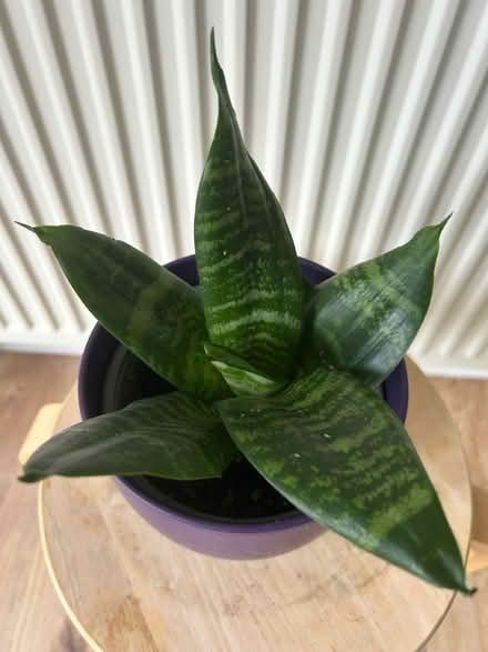 Photo of free Snake plant (BS36) #4