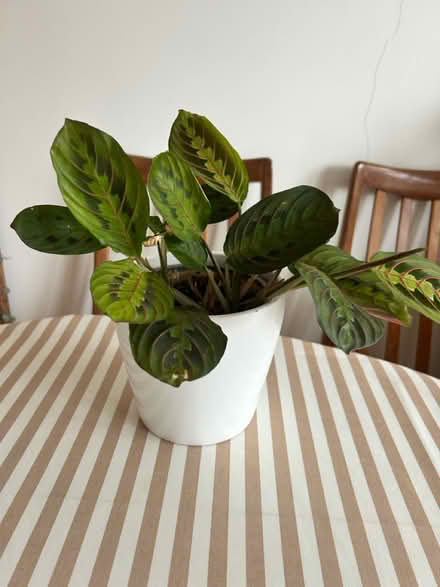 Photo of free Prayer plant (BS36) #1
