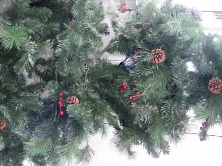 Photo of free Christmas Tree (Carbis Bay TR26) #3