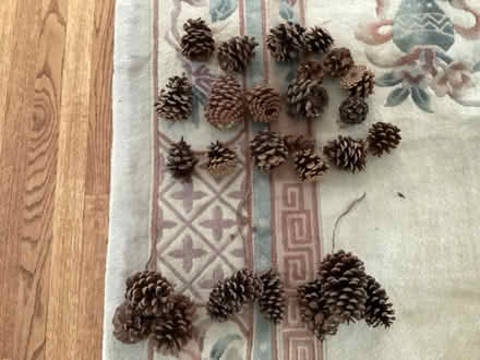 Photo of free Bunch of pine cones (Washington Crossing, pa) #1