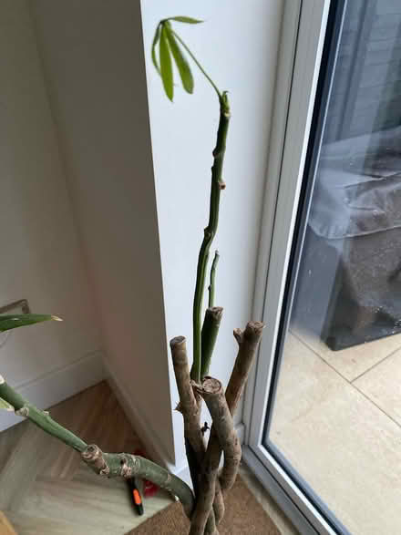 Photo of free Large houseplant needs tlc (West Didsbury Manchester M20) #3
