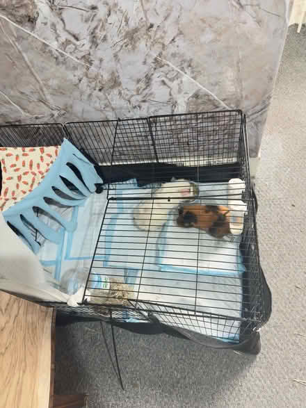 Photo of free guinea pig cage disassembled (N17 Tottenham Hale) #2