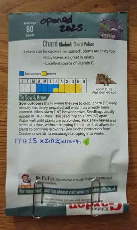 Photo of free Rhubarb Chard (Chichester PO19) #2