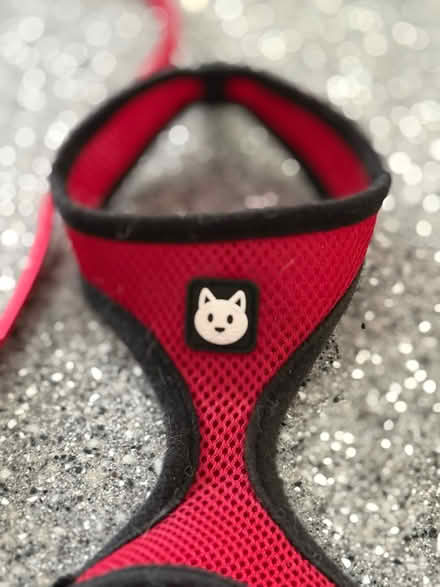 Photo of free Cat Harness and Lead (BH22 8) #2