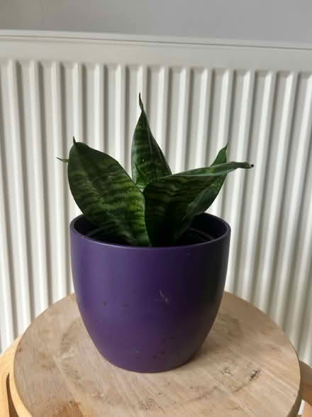 Photo of free Snake plant (BS36) #3