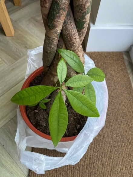 Photo of free Large houseplant needs tlc (West Didsbury Manchester M20) #4