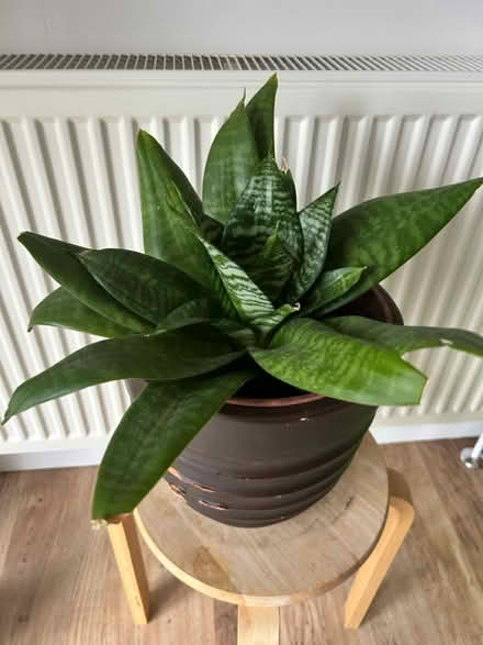 Photo of free Snake plant (BS36) #2