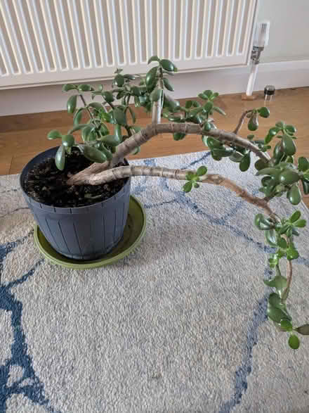 Photo of free Plant (Southdown) #1