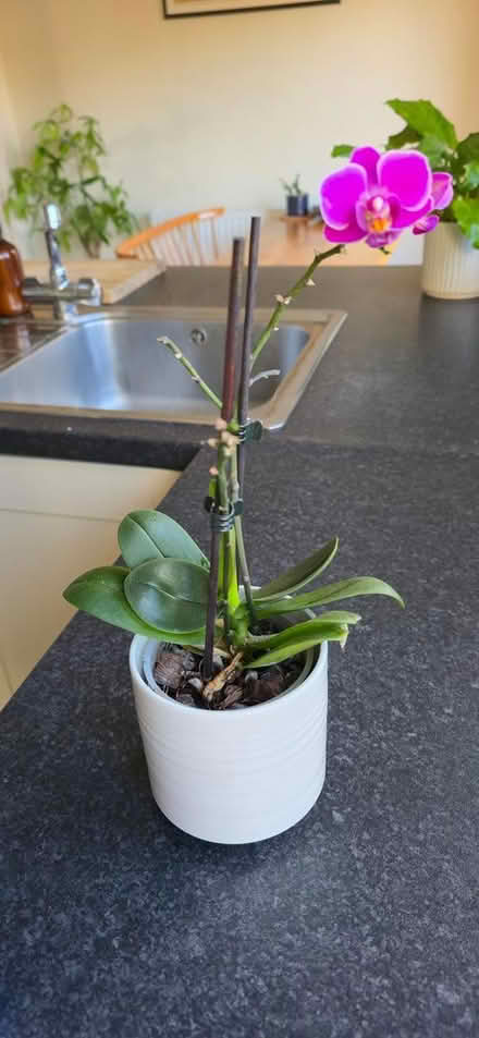 Photo of free Orchid (Ramsey) #2